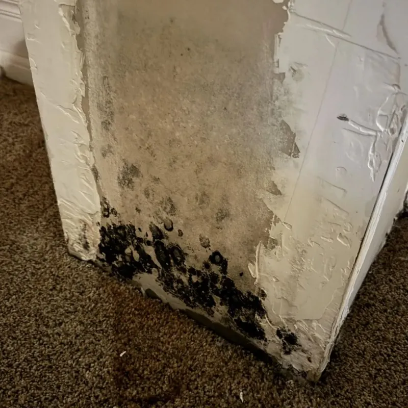 Professional Mold Removal in Johnson County, WY